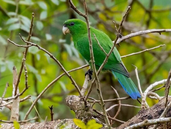 A wild Purple-bellied Parrot perches on a twig