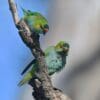 Wild Purple-crowned Lorikeets cling to a branch