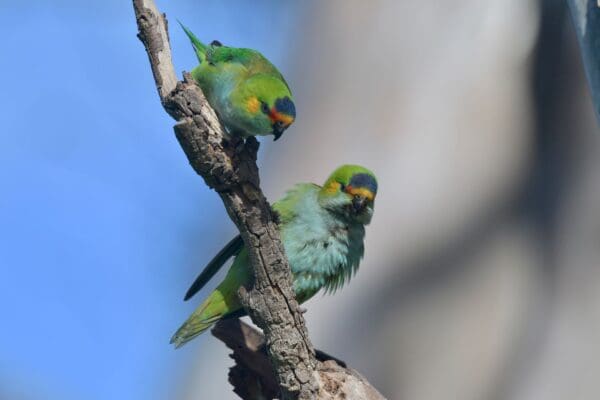 Wild Purple-crowned Lorikeets cling to a branch