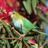 A wild Purple-crowned Lorikeet perches in a tree