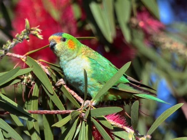 A wild Purple-crowned Lorikeet perches in a tree