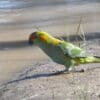 A wild Purple-crowned Lorikeet approaches a watering hole