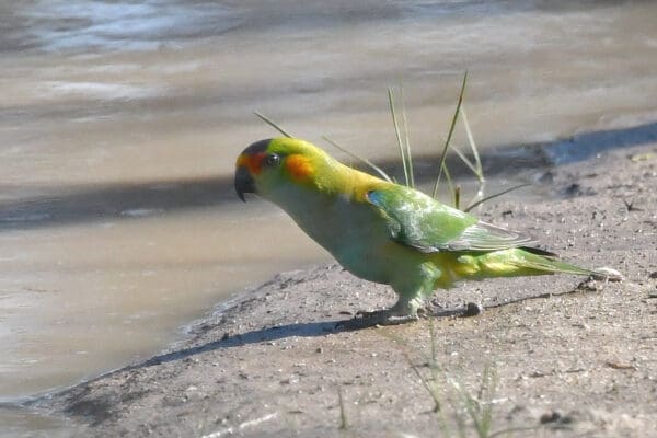 A wild Purple-crowned Lorikeet approaches a watering hole