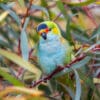 A wild Purple-crowned Lorikeet perches on a twig