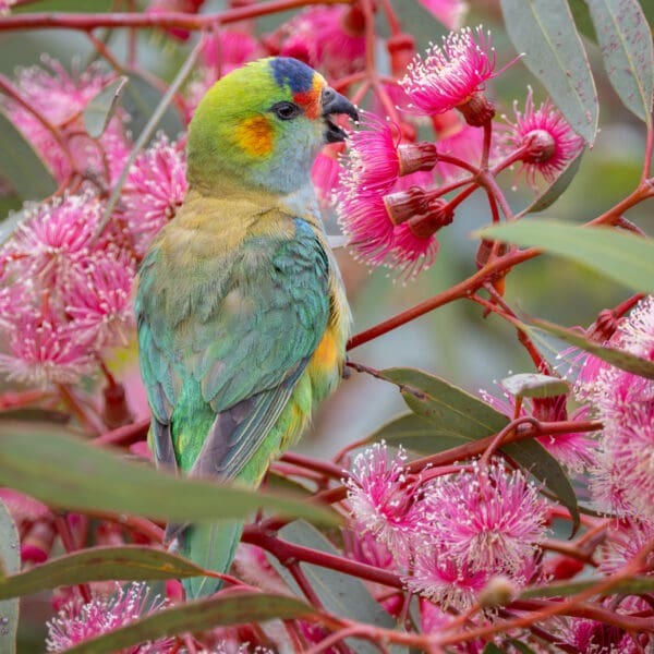 A wild Purple-crowned Lorikeet perches on a twig