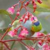 A wild Purple-crowned Lorikeet forages in a tree