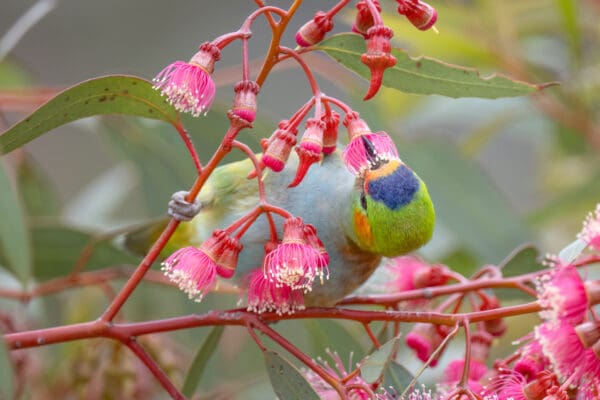 A wild Purple-crowned Lorikeet forages in a tree