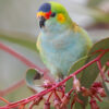 A wild Purple-crowned Lorikeet perches on a twig