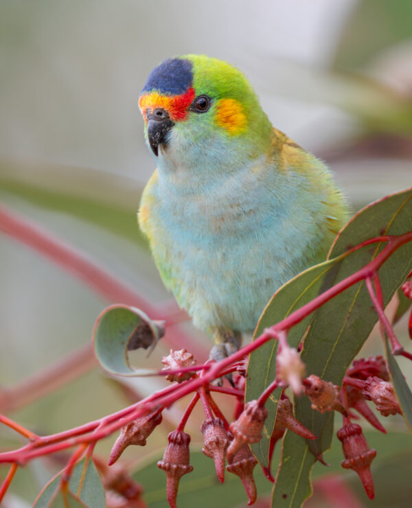 A wild Purple-crowned Lorikeet perches on a twig