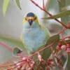 A wild Purple-crowned Lorikeet perches on a twig