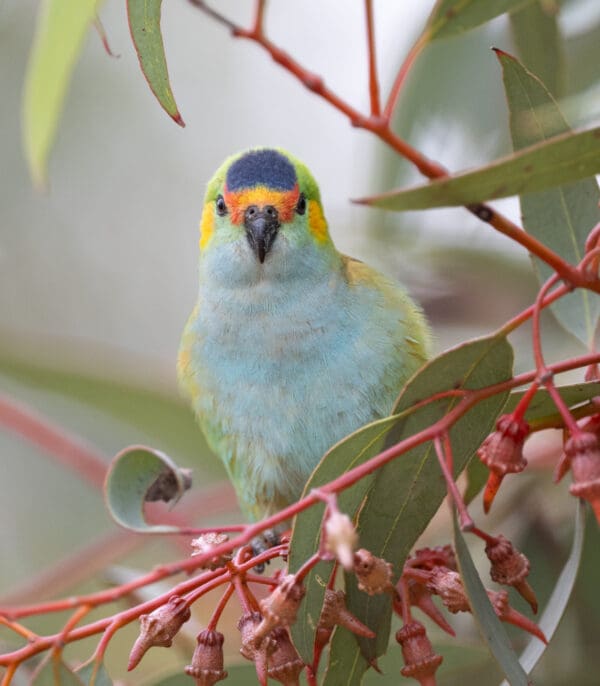 A wild Purple-crowned Lorikeet perches on a twig