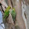 Wild Purple-crowned Lorikeet pair cling to a tree