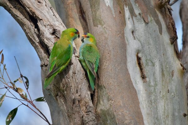 Wild Purple-crowned Lorikeet pair cling to a tree