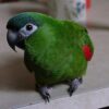 A companion Red-shouldered Macaw sits on a counter