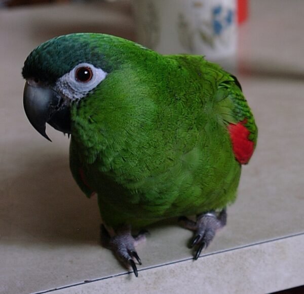 A companion Red-shouldered Macaw sits on a counter