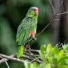 © Corey Raffel A wild Red-lored Amazon perches on a twig
