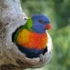 A wild Rainbow Lorikeet perches in a nest cavity
