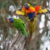 A wild pair of Rainbow Lorikeets displays