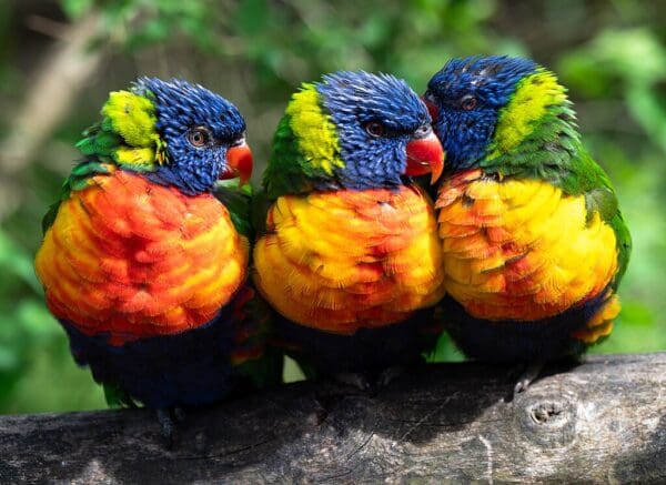 Wild Rainbow Lorikeets huddle on a limb