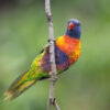 A wild Rainbow Lorikeet clings to a branch