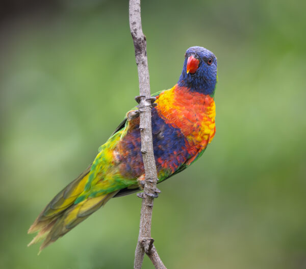 A wild Rainbow Lorikeet clings to a branch