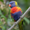 A wild Rainbow Lorikeet clings to a branch