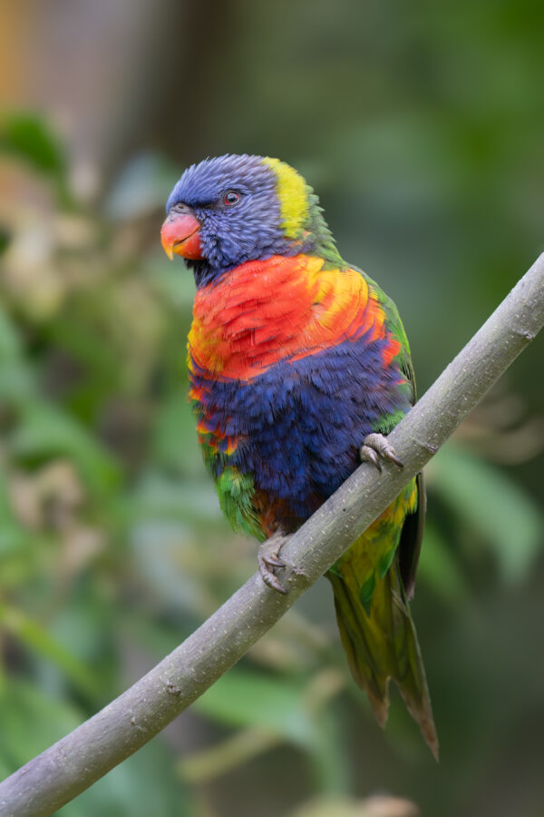 A wild Rainbow Lorikeet clings to a branch