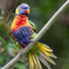 A wild Rainbow Lorikeet clings to a branch and fans its tail