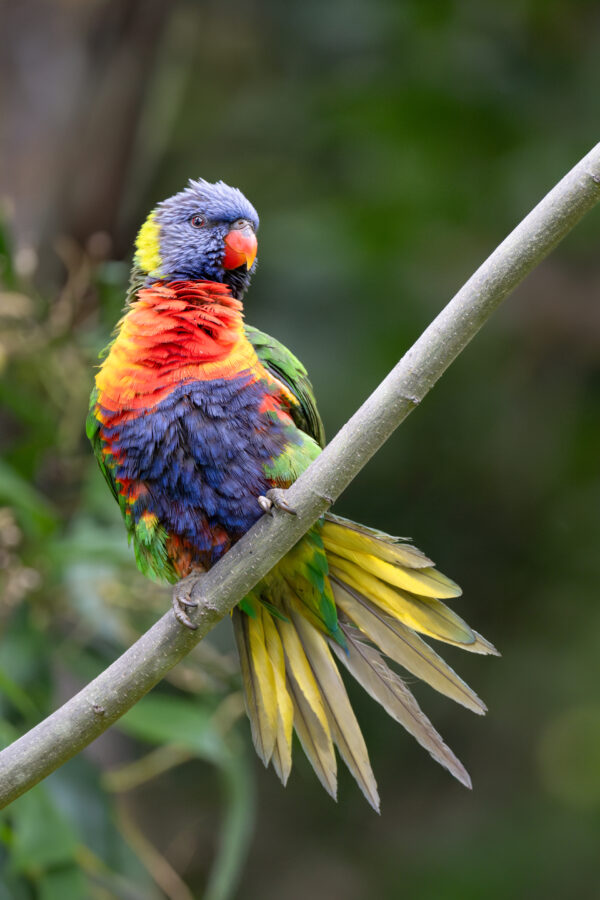 A wild Rainbow Lorikeet clings to a branch and fans its tail