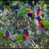 A flock of wild Rainbow Lorikeets feed at a bush