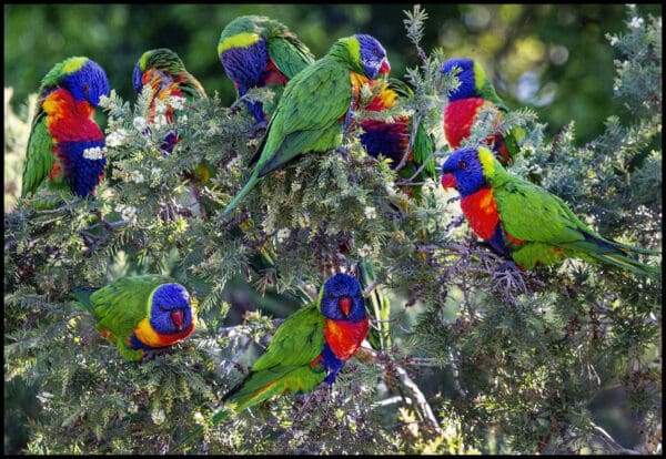 A flock of wild Rainbow Lorikeets feed at a bush