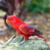 A wild Red Lory perches on a rock