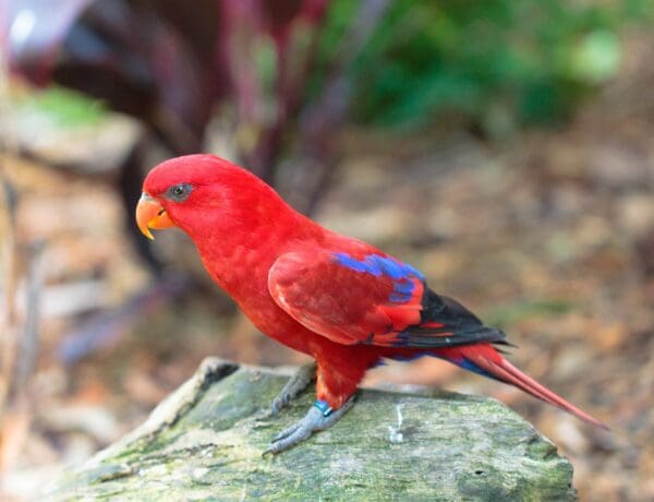 A wild Red Lory perches on a rock