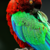 A Red Shining Parrot preens itself