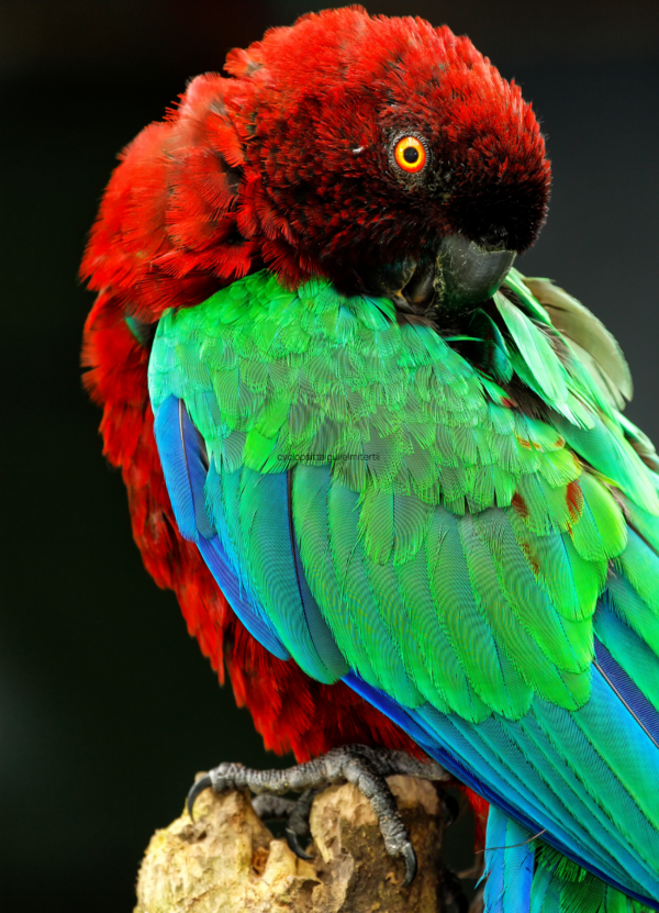 A Red Shining Parrot preens itself