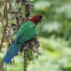 A wild Red Shining Parrot clings to a tree
