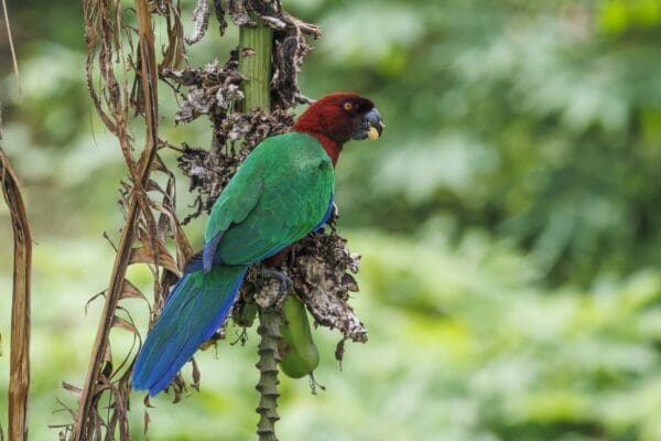 A wild Red Shining Parrot clings to a tree
