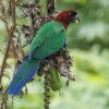 © Charles J. Sharp, CC BY-SA 4.0 via Wikimedia Commons A wild Red Shining Parrot clings to a tree