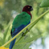 A wild Red Shining Parrot perches on a leaf