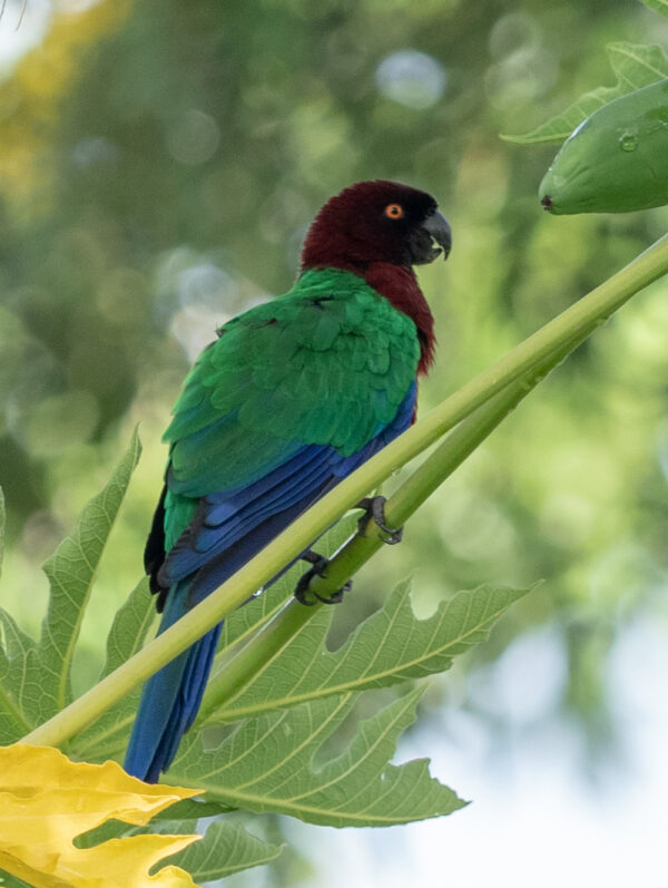 A wild Red Shining Parrot perches on a leaf