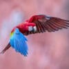 © Corey Raffel A wild Red-and-green Macaw in flight