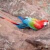 © Corey Raffel A wild Red-and-green Macaw clings to a cliff face