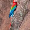 © Corey Raffel A wild Red-and-green Macaw clings to a rock