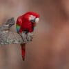 © Corey Raffel A wild Red-and-green Macaw perches on an overhanging limb