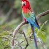 © Corey Raffel A wild Red-and-green Macaw perches on a branch