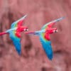 © Corey Raffel Wild Red-and-green Macaws soar together