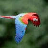 © Corey Raffel A wild Red-and-green Macaw in flight