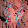 © Corey Raffel Wild Red-and-green Macaws on the wing