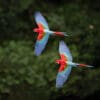© Corey Raffel Wild Red-and-green Macaws fly in tandem