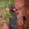 © Corey Raffel A wild Red-and-green Macaw glides in for a landing
